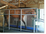 Equine treadmill